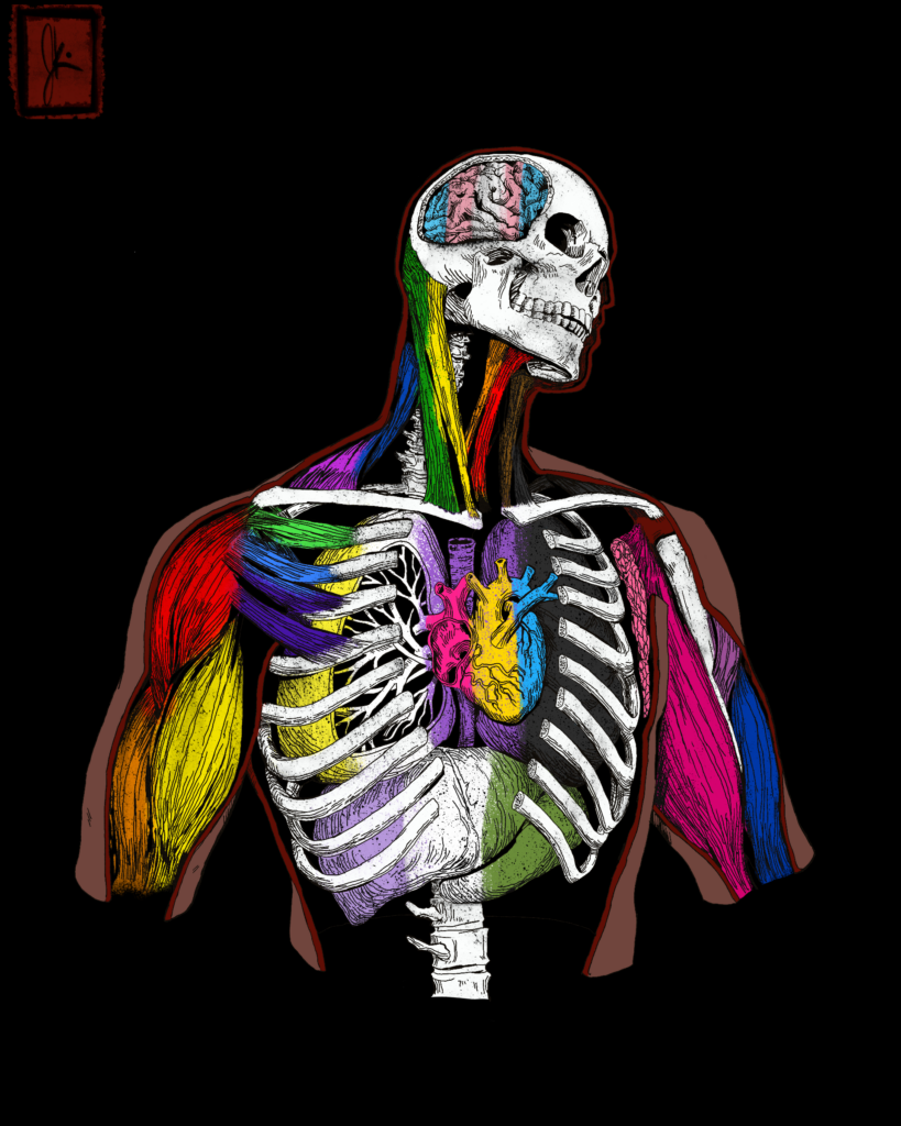 A stylized anatomical illustration of a human torso with a visible skeleton, muscles, organs, and brain, all rendered in vibrant rainbow colors. The heart is split into warm and cool tones, and the muscles and veins are shaded in a variety of bright hues, symbolizing identity, queerness, and inner complexity.